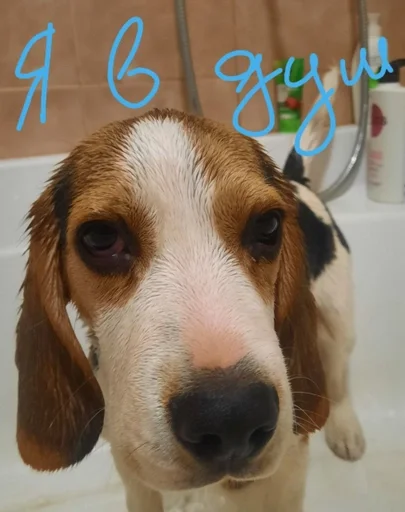 💧 Стикер «Beagle Amor» для Telegram