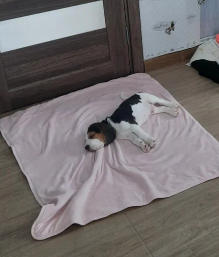 😴 Стикер «Beagle Amor» для Telegram