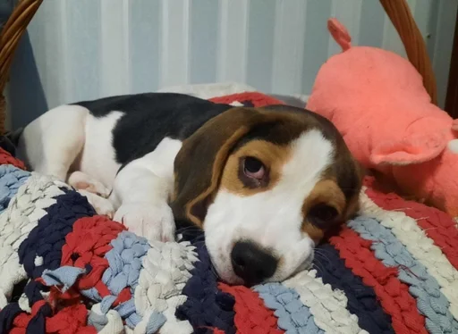 🥺 Стикер «Beagle Amor» для Telegram