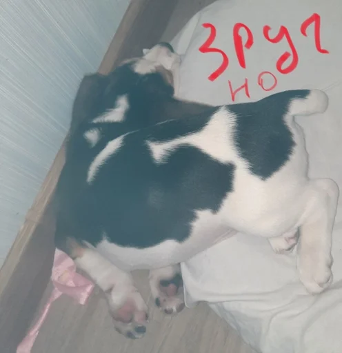 😌 Стикер «Beagle Amor» для Telegram