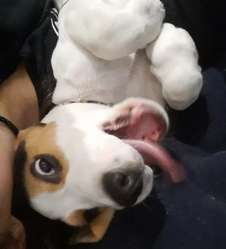 🤪 Стикер «Beagle Amor» для Telegram