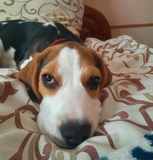🥺 Стикер «Beagle Amor» для Telegram