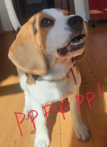 😡 Стикер «Beagle Amor» для Telegram