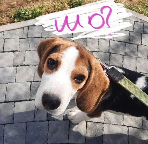 🙂 Стикер «Beagle Amor» для Telegram