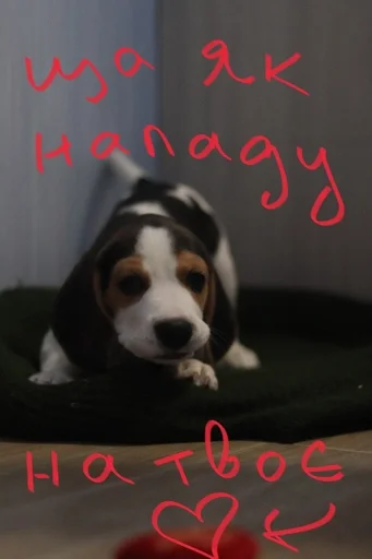 😏 Стикер «Beagle Amor» для Telegram