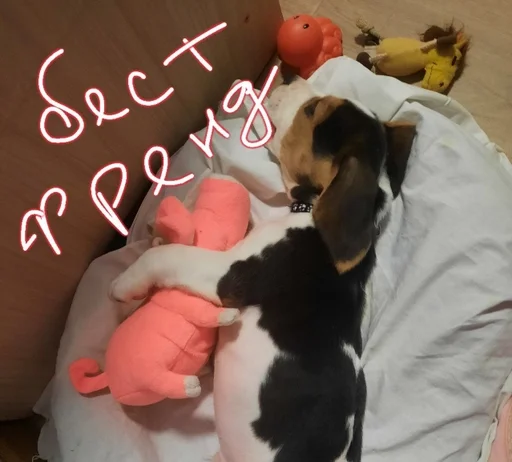 😊 Стикер «Beagle Amor» для Telegram