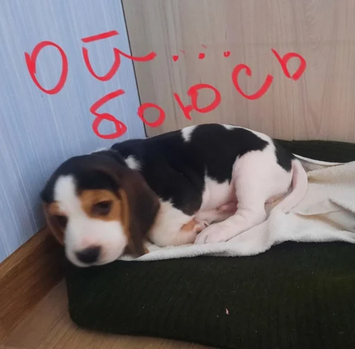 😱 Стикер «Beagle Amor» для Telegram