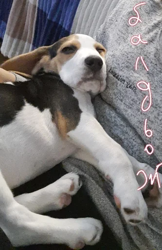 😌 Стикер «Beagle Amor» для Telegram