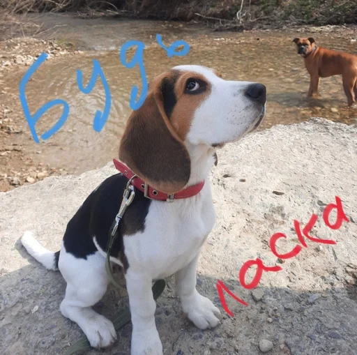 😇 Стикер «Beagle Amor» для Telegram