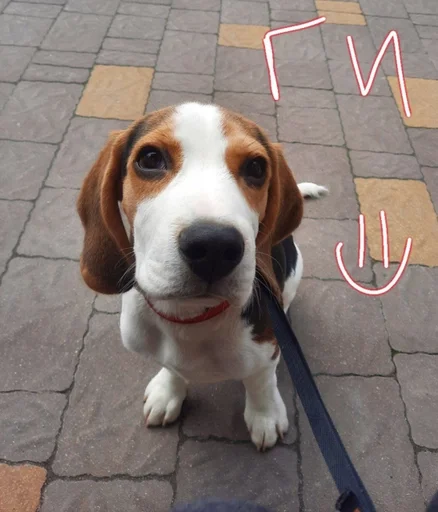 🙂 Стикер «Beagle Amor» для Telegram
