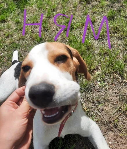 😋 Стикер «Beagle Amor» для Telegram