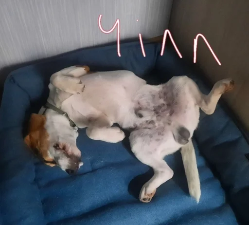 😌 Стикер «Beagle Amor» для Telegram