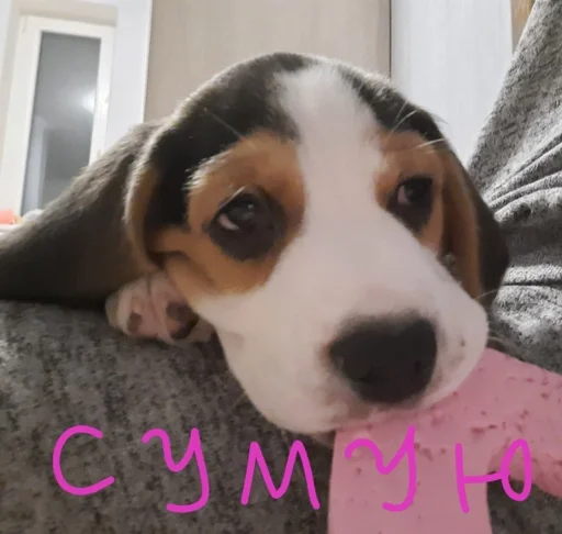 😔 Стикер «Beagle Amor» для Telegram