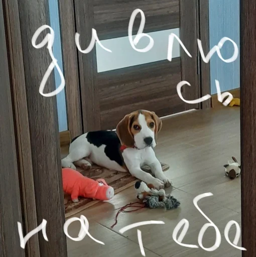 😶 Стикер «Beagle Amor» для Telegram