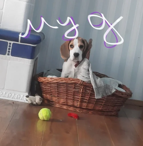 😐 Стикер «Beagle Amor» для Telegram