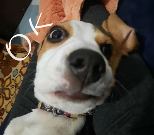🙂 Стикер «Beagle Amor» для Telegram