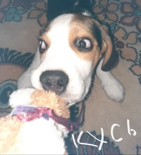 😋 Стикер «Beagle Amor» для Telegram