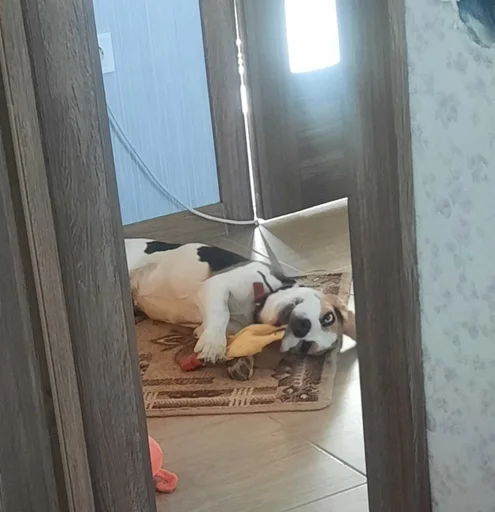 Стикерпак Beagle Amor для Telegram