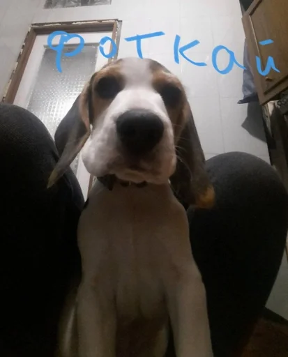 📸 Стикер «Beagle Amor» для Telegram