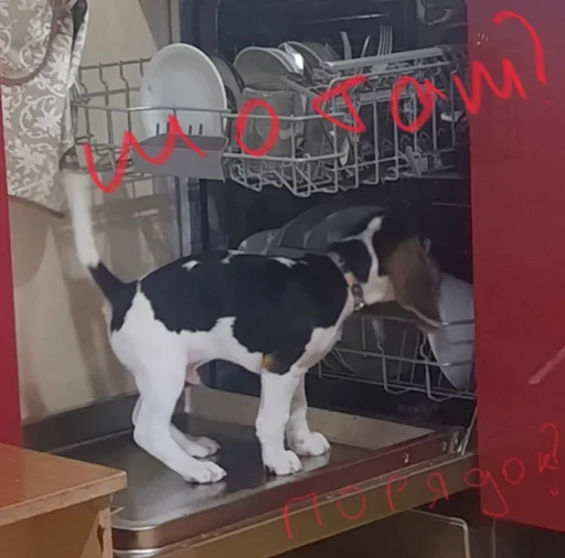 🧐 Стикер «Beagle Amor» для Telegram