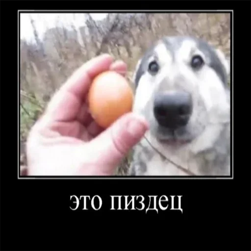 🥚 Стикер «писька» для Telegram