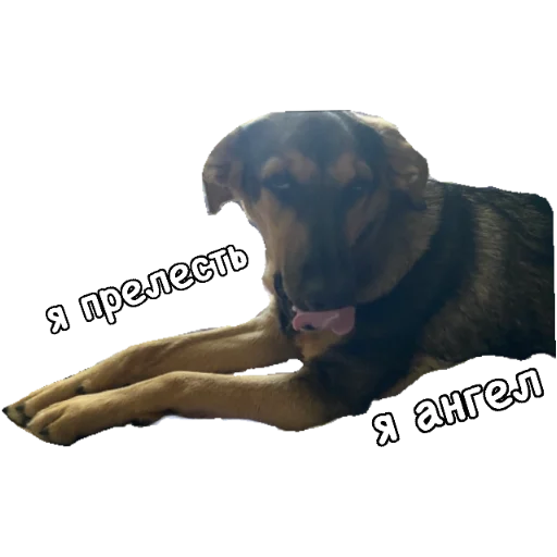 😇 Стикер «Actual» для Telegram