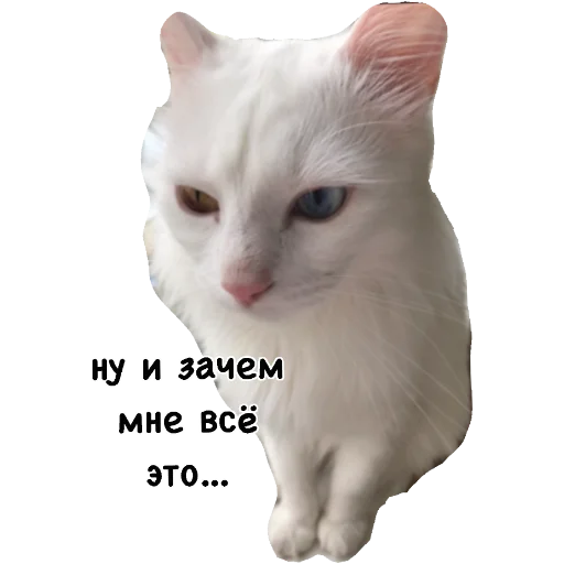 😒 Стикер «Actual» для Telegram