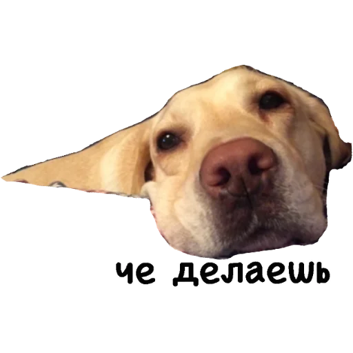 🙄 Стикер «Actual» для Telegram