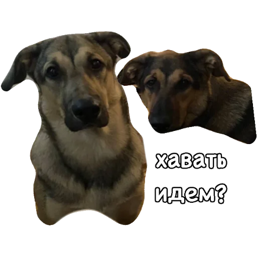 🍔 Стикер «Actual» для Telegram
