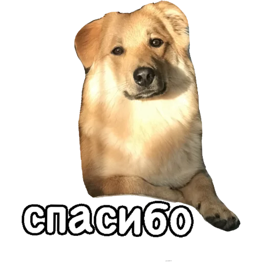 🙏 Стикер «Actual» для Telegram