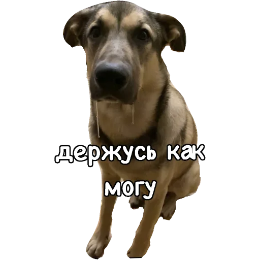 🤤 Стикер «Actual» для Telegram