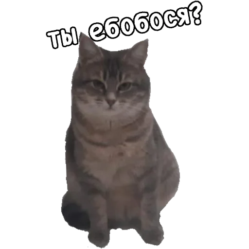 🤪 Стикер «Actual» для Telegram
