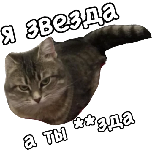 🌟 Стикер «Actual» для Telegram