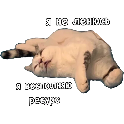 🥱 Стикер «Actual» для Telegram