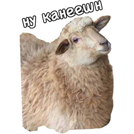 🤨 Стикер «Actual» для Telegram