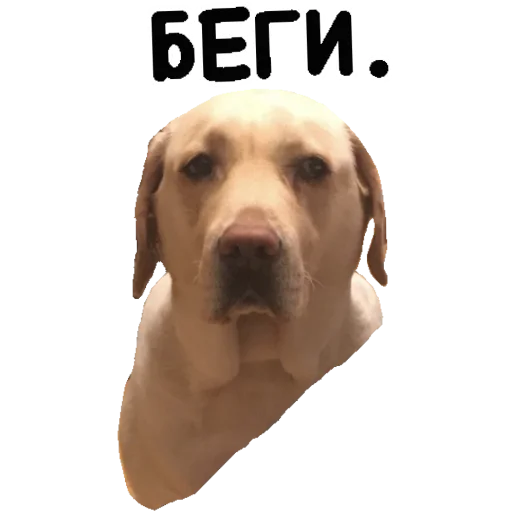 😤 Стикер «Actual» для Telegram