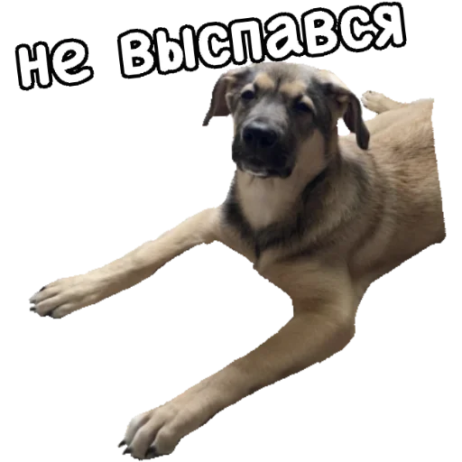 😴 Стикер «Actual» для Telegram