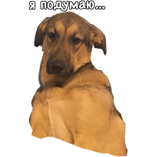 🧐 Стикер «Actual» для Telegram