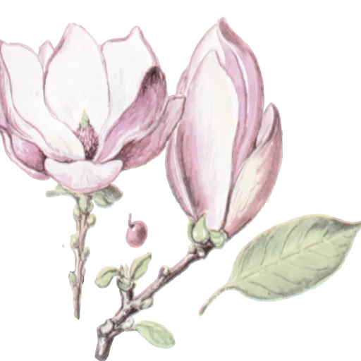🌷 Стикер «book will live» для Telegram