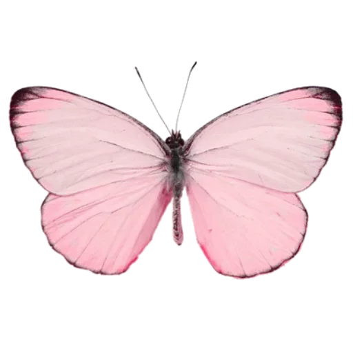 🐞 Стикер «book will live» для Telegram