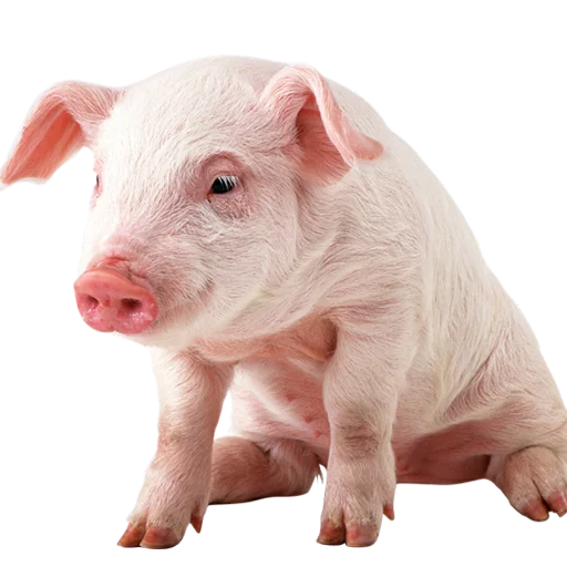 🐷 Стикер «Khe v C Mamuth» для Telegram