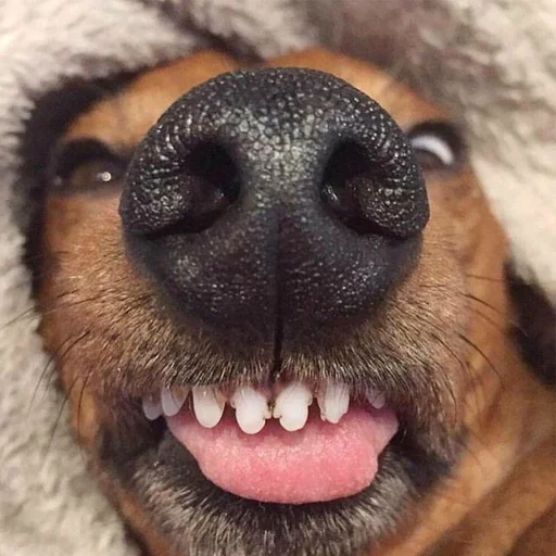 🤪 Стикер «kholmashang» для Telegram