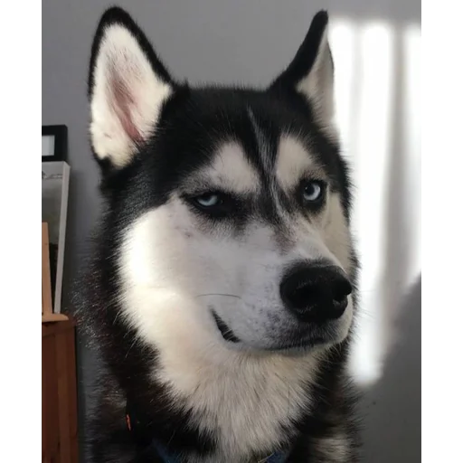 😒 Стикер «kholmashang» для Telegram