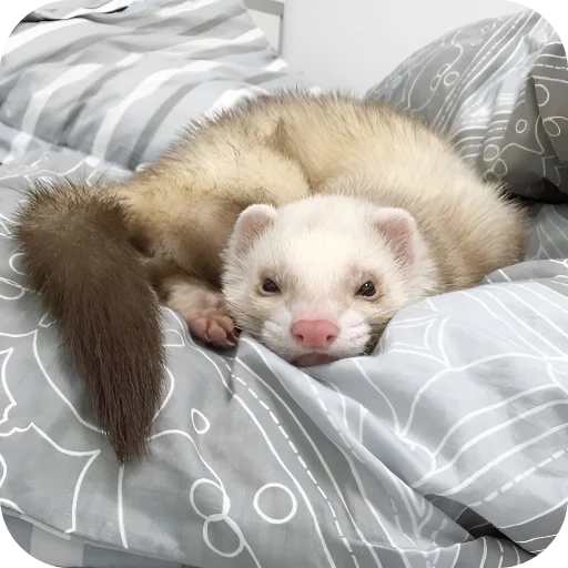 ❤ Стикер «Хорьки» для Telegram