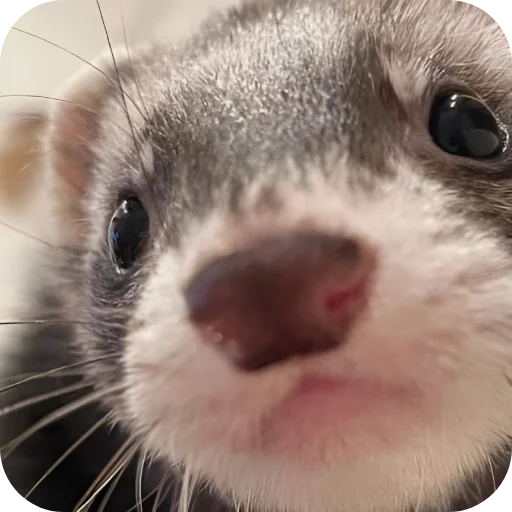 🥰 Стикер «Хорьки» для Telegram