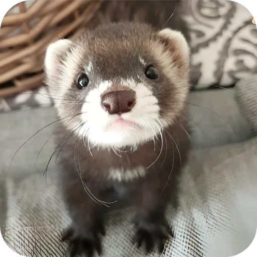 🥰 Стикер «Хорьки» для Telegram