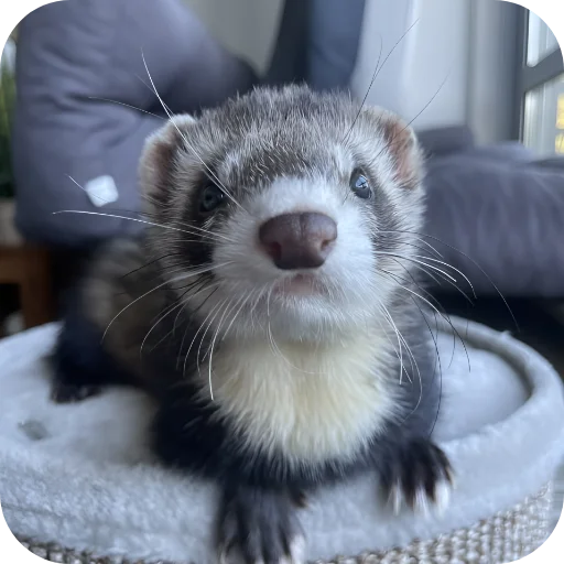 🥰 Стикер «Хорьки» для Telegram