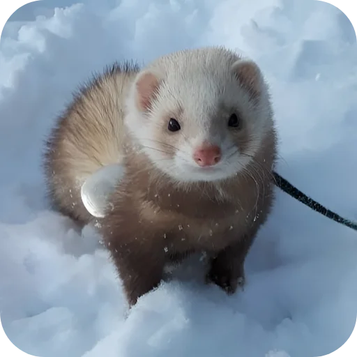🥰 Стикер «Хорьки» для Telegram