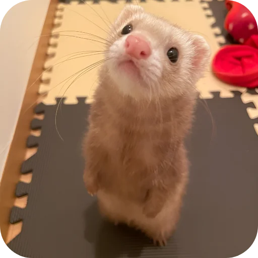 🥰 Стикер «Хорьки» для Telegram