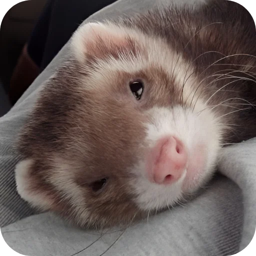 🥰 Стикер «Хорьки» для Telegram
